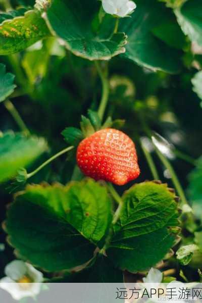 草莓污视频下载：草莓视频下载助手＂🍓