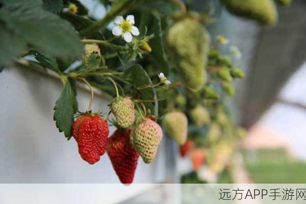 草莓污视频下载：草莓视频下载助手＂🍓