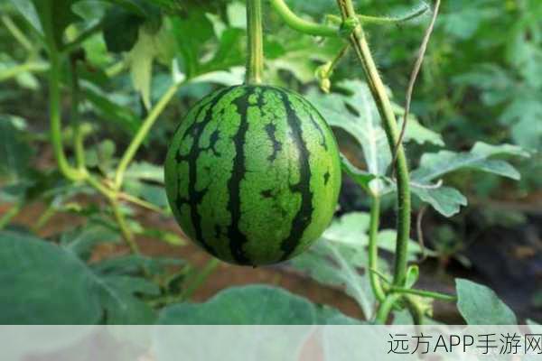 17ccc吃瓜爆料-免费吃瓜图文：17ccc瓜友分享 - 免费瓜图文！🍉