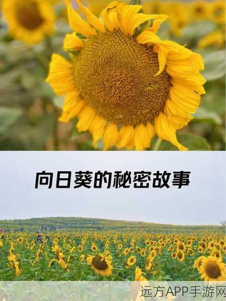 向日葵app站长统计app进入：向日葵App管理者使用统计工具＂ 🌻