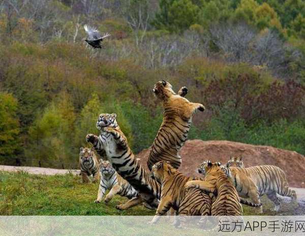 四虎网址：四虎平台＂ 🐅