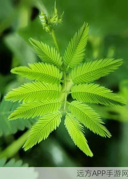 含羞草视频：羞涩植物影片＂🌱