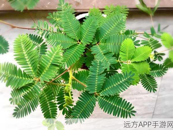 含羞草视频：羞涩植物影片＂🌱