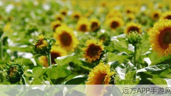 ios向日葵视频：Sunflower Video for iOS＂ 🌻