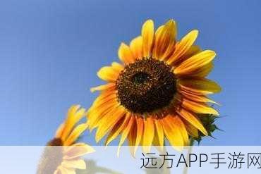 ios向日葵视频：Sunflower Video for iOS＂ 🌻