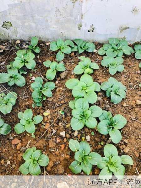 光腿拨萝卜：裸腿拔菜＂🌱