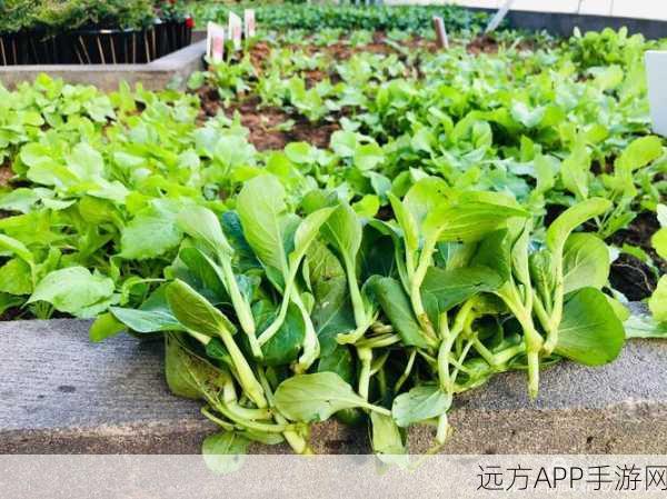 光腿拨萝卜：裸腿拔菜＂🌱