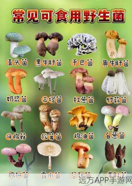 蘑菇黑料爆料传送门：蘑菇黑料揭秘通道＂ 🍄