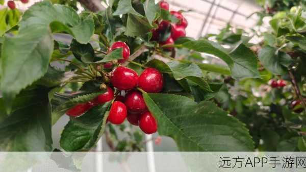 樱桃视频 入口在线观看网站：樱桃视频在线免费观看平台＂ 🍒