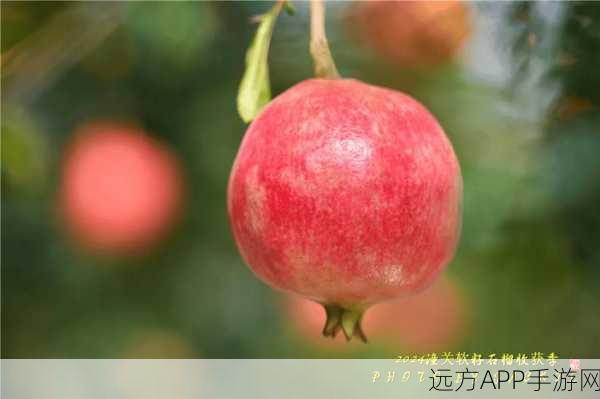 石榴视频：红果影像＂ 🍎