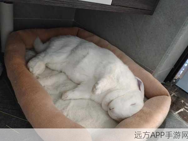 老师的兔兔在衬衫里抖来去：老师的兔子在衬衫里摇摆不定＂ 🐇