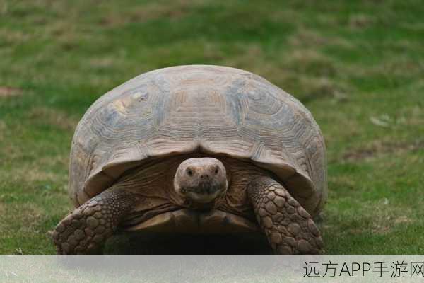 探秘动物森友会，海马神秘栖息地大揭秘