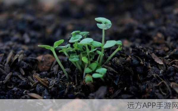 嫩叶草m码和澳洲码的区别：嫩叶草M码与澳洲码的对比＂ 🌱