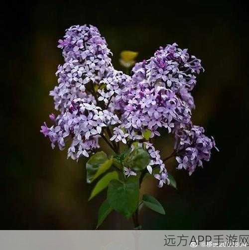 丁香花高清在线观看完整：丁香花在线免费观看完整版＂🌸