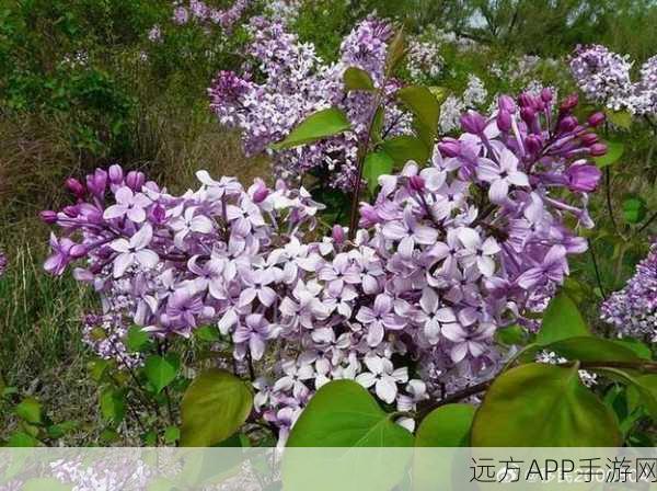 丁香花高清在线观看完整：丁香花在线免费观看完整版＂🌸