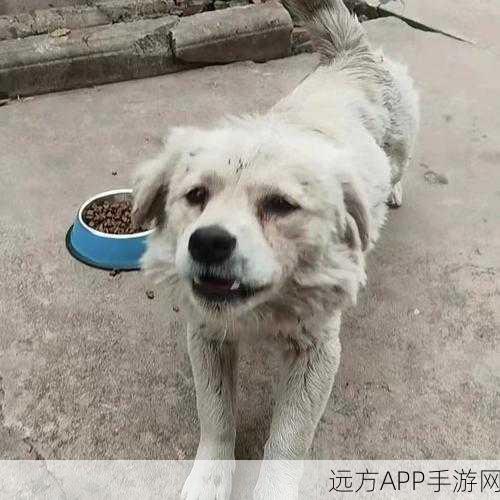 我的老公是条狗白：我老公像条白狗＂🐶