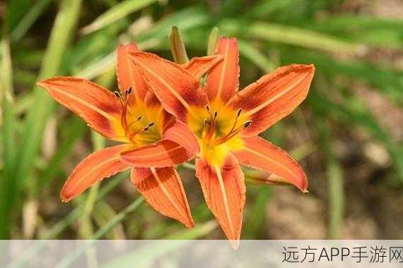 忘忧草社区一卡二卡新区：心灵港湾社区一二卡新区＂🌼