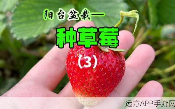 草莓视频污下载安装：草莓视频资源获取与安装指南＂ 🍓