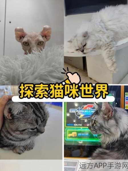 原神喵趣横生喂猫任务全攻略，解锁猫咪世界与隐藏任务