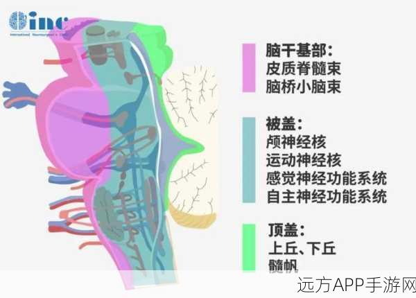探索脑干,揭开生命中枢的神秘面纱