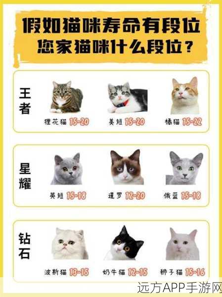 超数据世界新手必知,宠物精选秘籍大揭秘