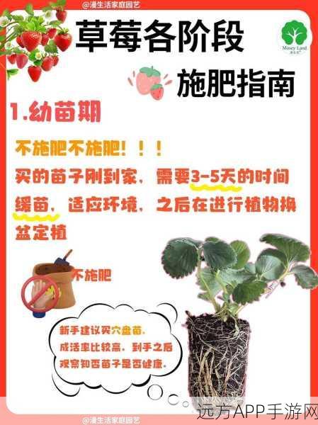 手游资讯，创造与魔法草莓成长大赛，揭秘草莓种植秘籍！