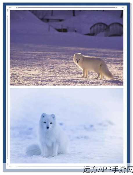我的世界北极狐生成秘籍,探索冰雪世界的灵动生物
