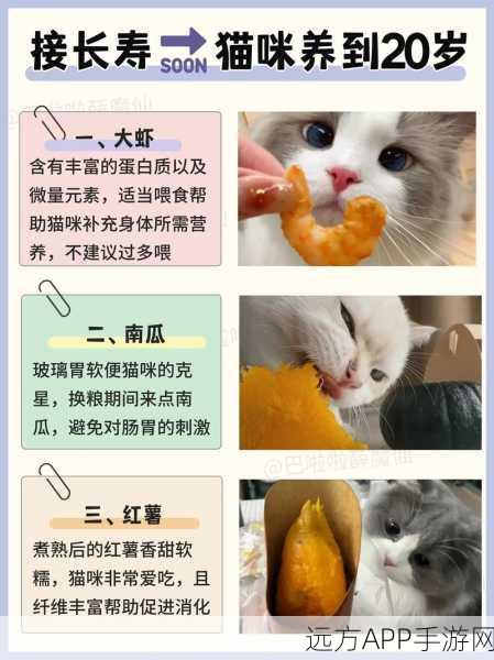 航海王热血航线走失猫咪任务全攻略,解锁隐藏奖励,助你成为养猫大师!