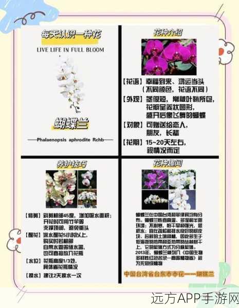 洛克王国，蝴蝶兰精灵养成全攻略，解锁稀有技能与培育秘籍
