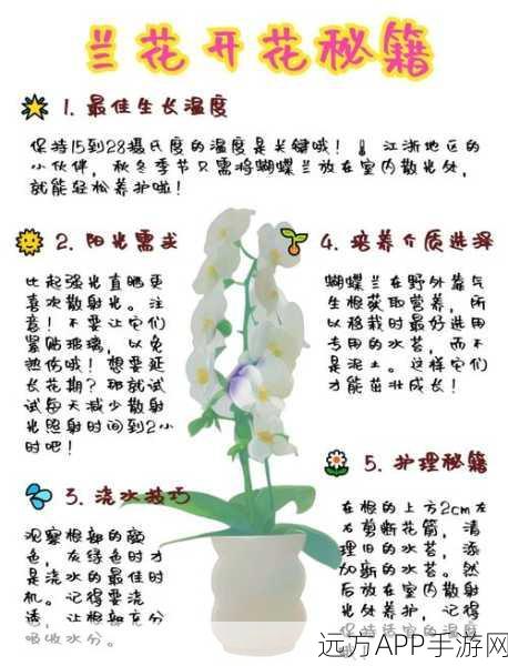 洛克王国,蝴蝶兰精灵养成全攻略,解锁稀有技能与培育秘籍