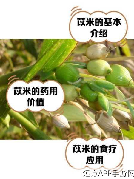 妄想山海深度探索,薏苡珍稀产地全揭秘及高效采集秘籍