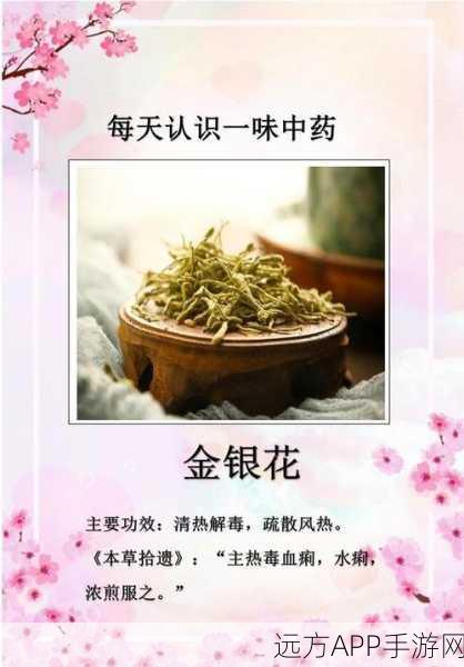烟雨江湖,揭秘金银花的神秘功效与用途