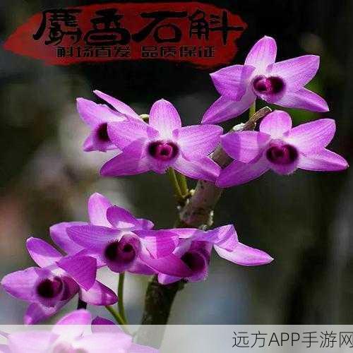 无期迷途麝香与枪火赛季，深度解析全新玩法与丰厚奖励机制