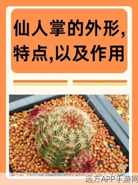 我的世界仙人掌探索指南,揭秘仙人掌的栖息地与奇妙用途