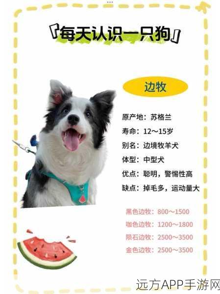 边境之旅，萌宠狗狗获取攻略及作用详解