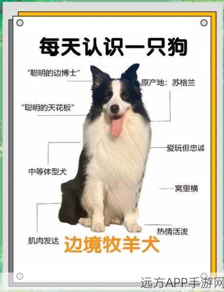 边境之旅,萌宠狗狗获取攻略及作用详解