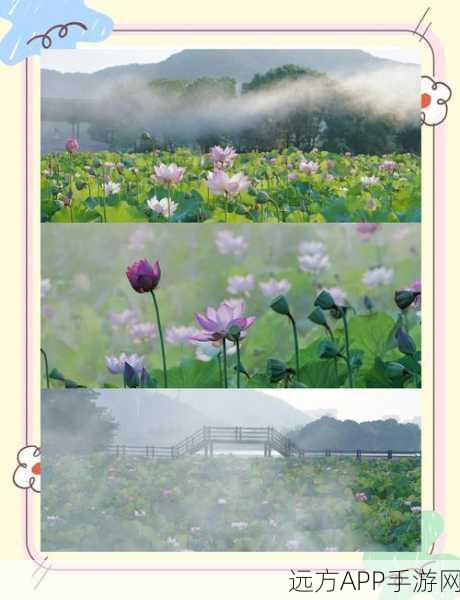 烟雨江湖探秘,荷花村绝美风光与详尽位置指南