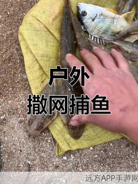 揭秘捕鱼来了黑洞鱼,神秘属性与捕捉攻略