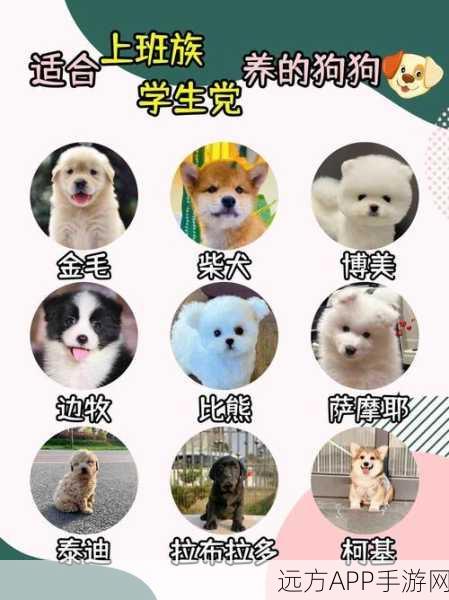 废土行动犬类伙伴全攻略，解锁最强狗狗，助你称霸末日战场