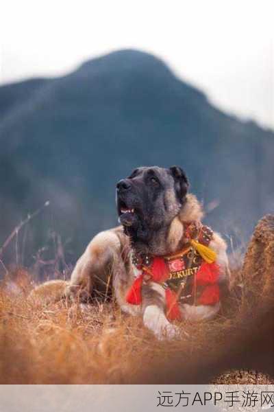废土行动犬类伙伴全攻略,解锁最强狗狗,助你称霸末日战场