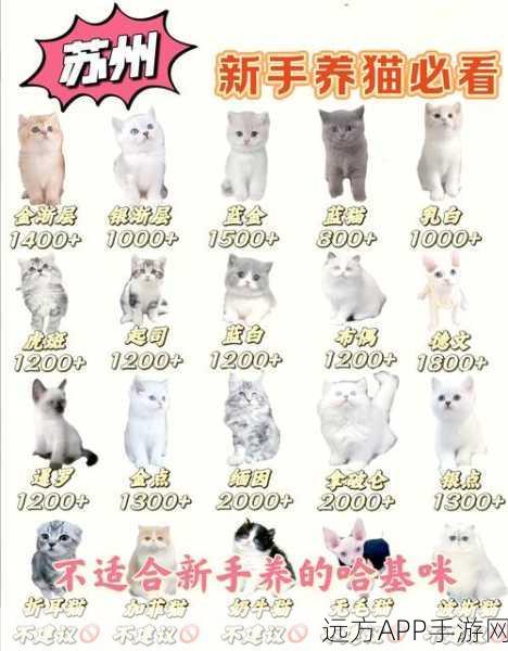 猫咪CFA DW赛制全解析,助你萌宠赛场夺冠秘籍