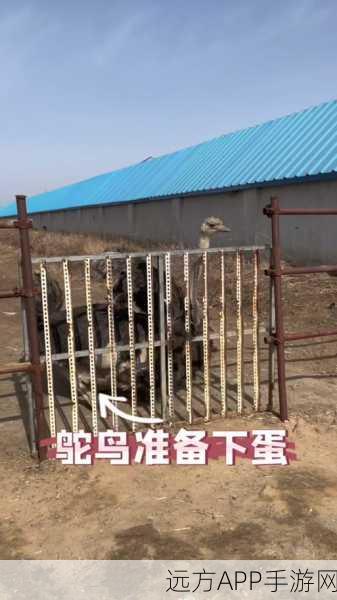 迷你世界深度攻略，揭秘鸵鸟繁殖技巧与交配美食秘籍