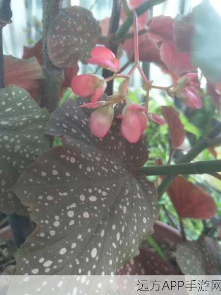 仙剑3德阳支线揭秘，海棠花精的求药奇缘