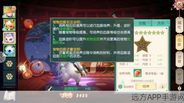 神雕侠侣手游深度攻略,大理宝石镶嵌技巧全揭秘