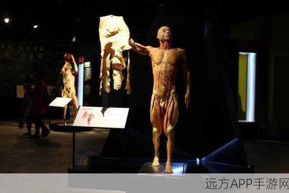 安卓玩家必看！人体工厂游戏下载推荐，探索生命奥秘的奇妙之旅