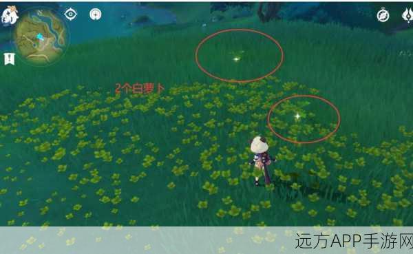 原神深度攻略,白萝卜高效采集秘籍,助你资源收益最大化