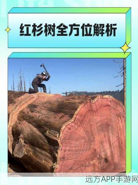 迷你世界种植攻略，揭秘红杉树的种植技巧与寻找地点