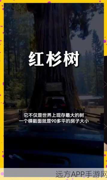 迷你世界种植攻略，揭秘红杉树的种植技巧与寻找地点